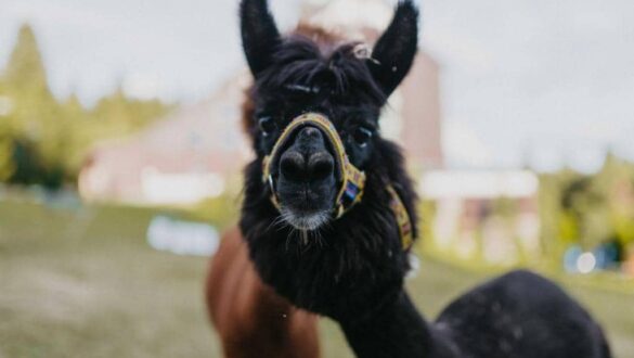 OREA Resort Horizont Šumava