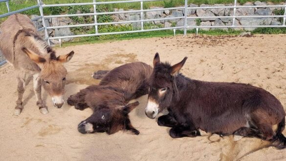 OREA Resort Panorama Moravský kras